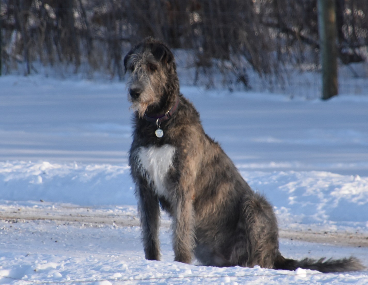 drawing of Irish Wolfhound