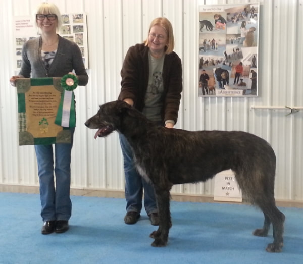 People showing large wolfhound dogs at a dog show
