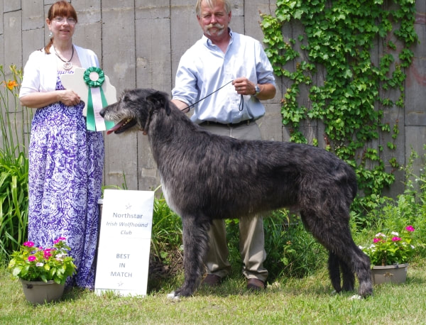 People showing large wolfhound dogs at a dog show