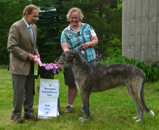 People showing large wolfhound dogs at a dog show