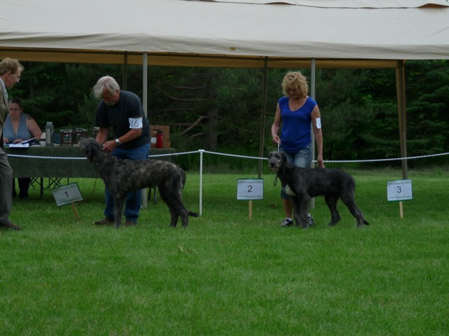 People showing large wolfhound dogs at a dog show