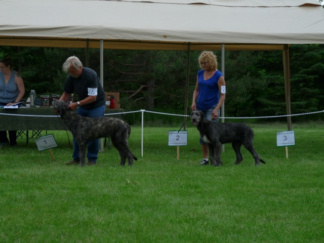 People showing large wolfhound dogs at a dog show