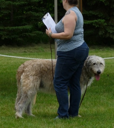 People showing large wolfhound dogs at a dog show