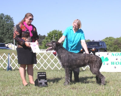 People showing large wolfhound dogs at a dog show