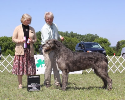 People showing large wolfhound dogs at a dog show
