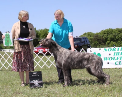 People showing large wolfhound dogs at a dog show
