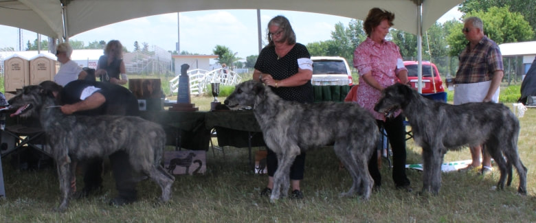 People showing large wolfhound dogs at a dog show