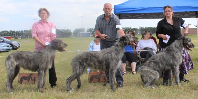 People showing large wolfhound dogs at a dog show