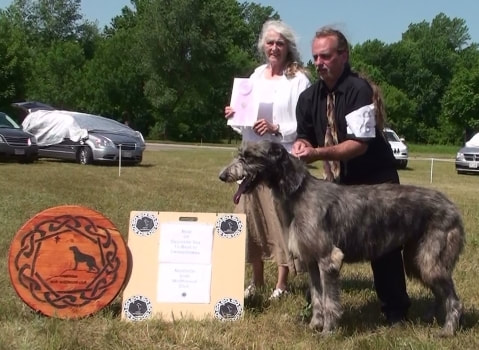 People showing large wolfhound dogs at a dog show