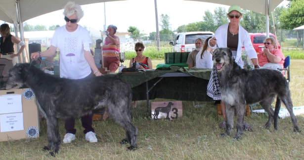 People showing large wolfhound dogs at a dog show