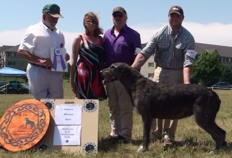People showing large wolfhound dogs at a dog show