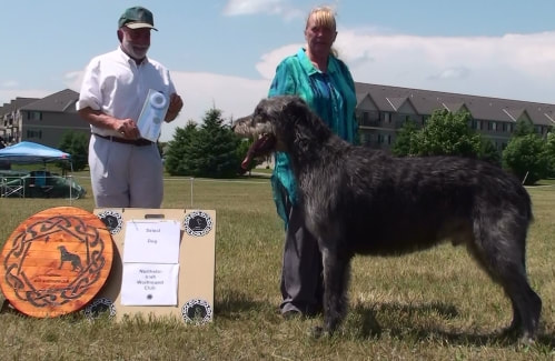 People showing large wolfhound dogs at a dog show