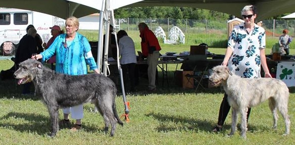 People showing large wolfhound dogs at a dog show