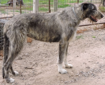 People showing large wolfhound dogs at a dog show