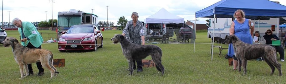 People showing large wolfhound dogs at a dog show