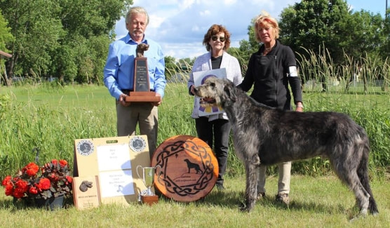 People showing large wolfhound dogs at a dog show