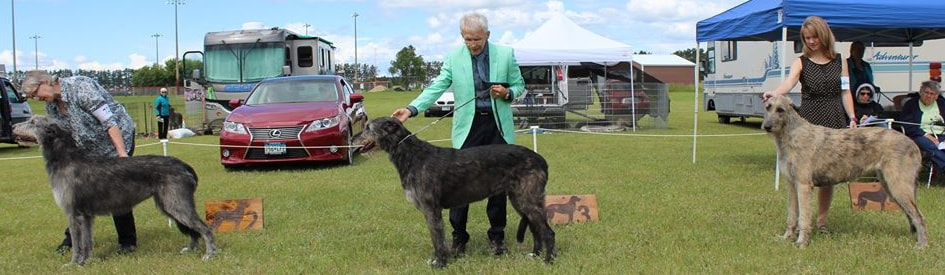 People showing large wolfhound dogs at a dog show
