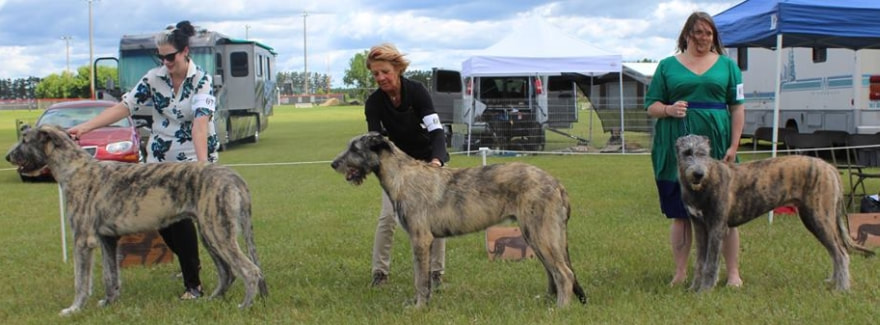 People showing large wolfhound dogs at a dog show