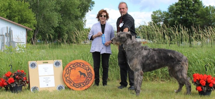 People showing large wolfhound dogs at a dog show