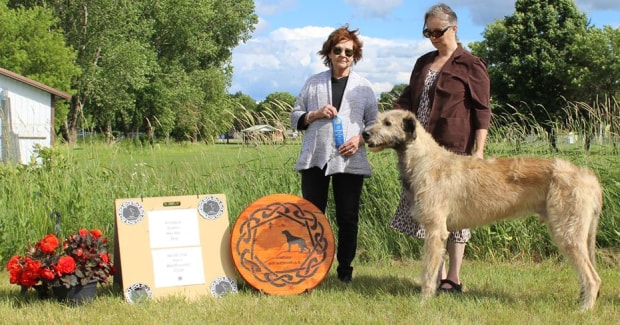 People showing large wolfhound dogs at a dog show