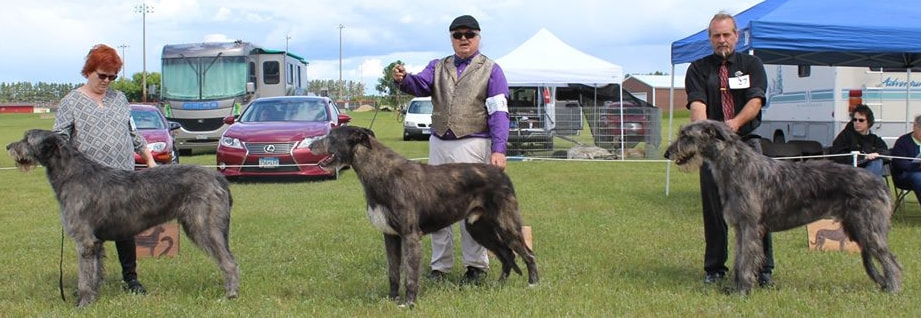 People showing large wolfhound dogs at a dog show