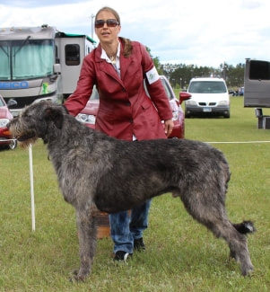People showing large wolfhound dogs at a dog show