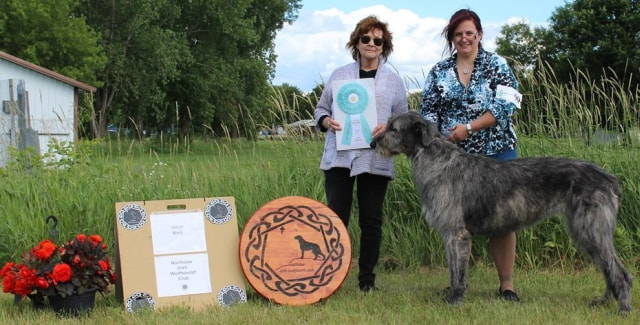 People showing large wolfhound dogs at a dog show