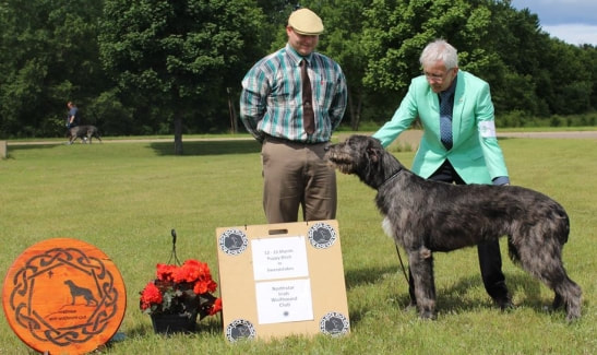 People showing large wolfhound dogs at a dog show