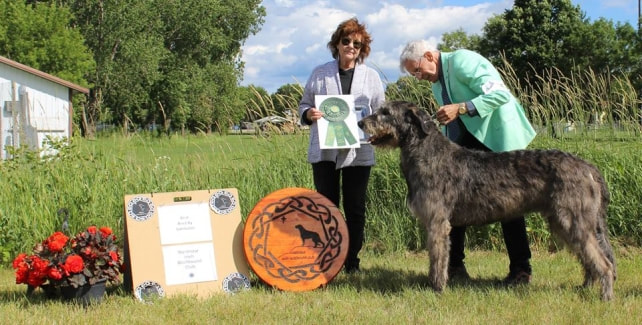 People showing large wolfhound dogs at a dog show