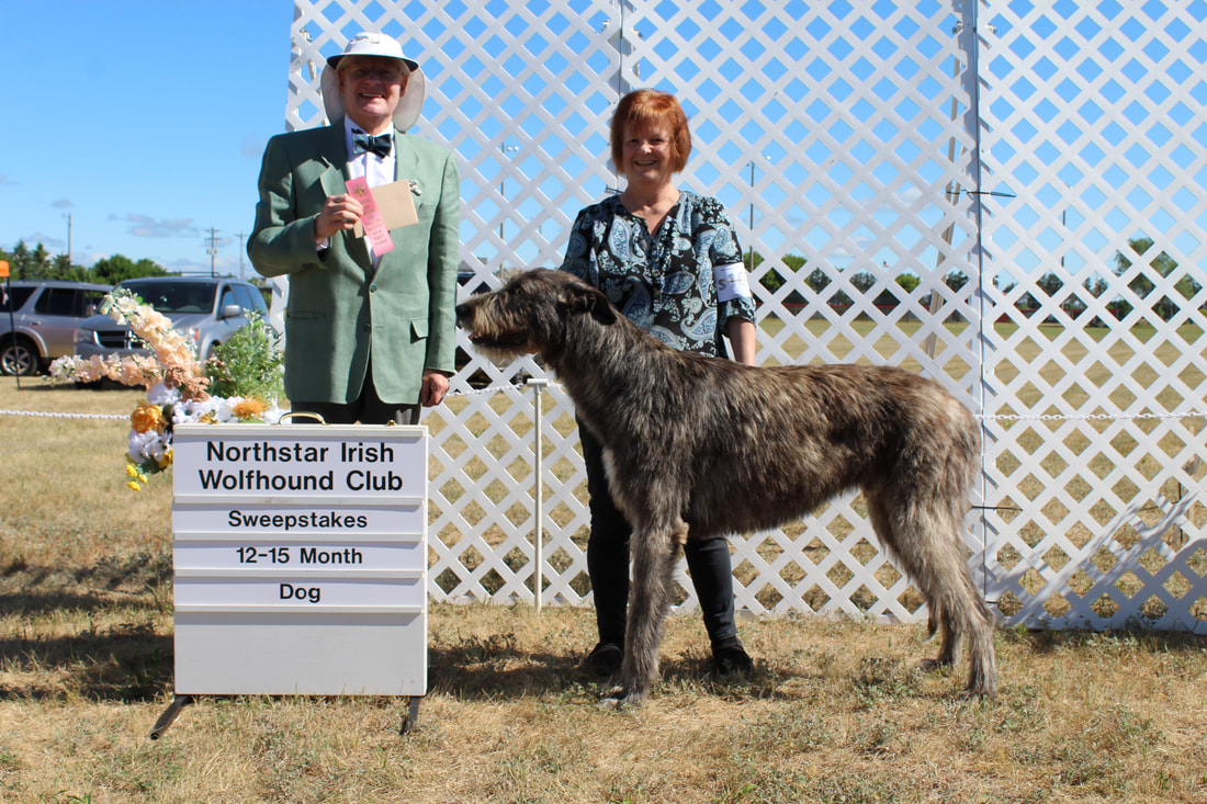 People showing large wolfhound dogs at a dog show