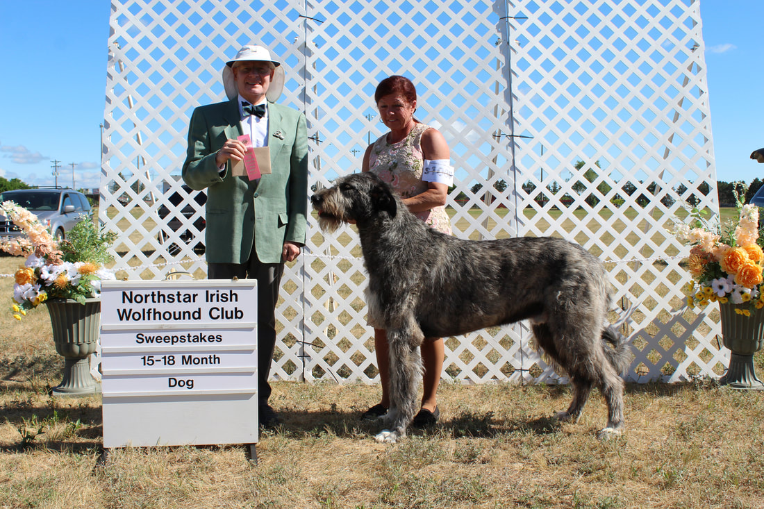 People showing large wolfhound dogs at a dog show