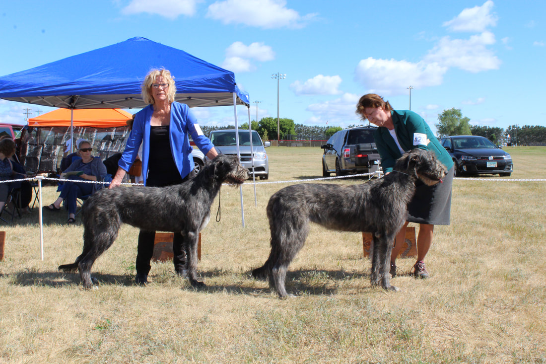 People showing large wolfhound dogs at a dog show
