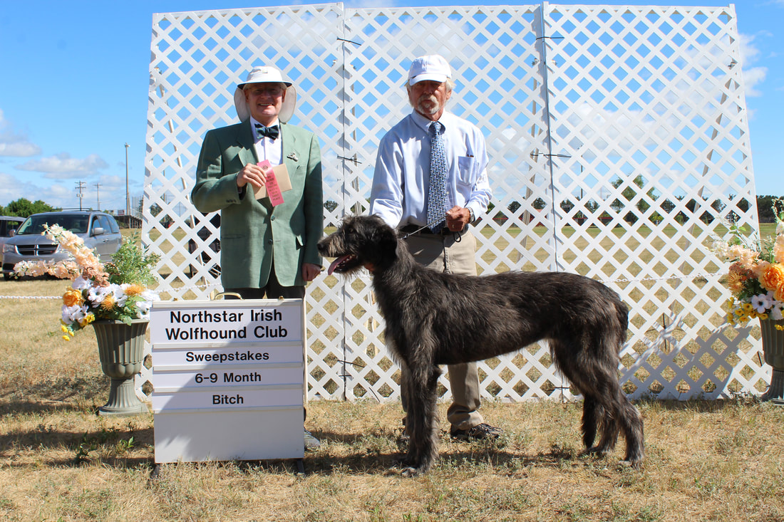 People showing large wolfhound dogs at a dog show