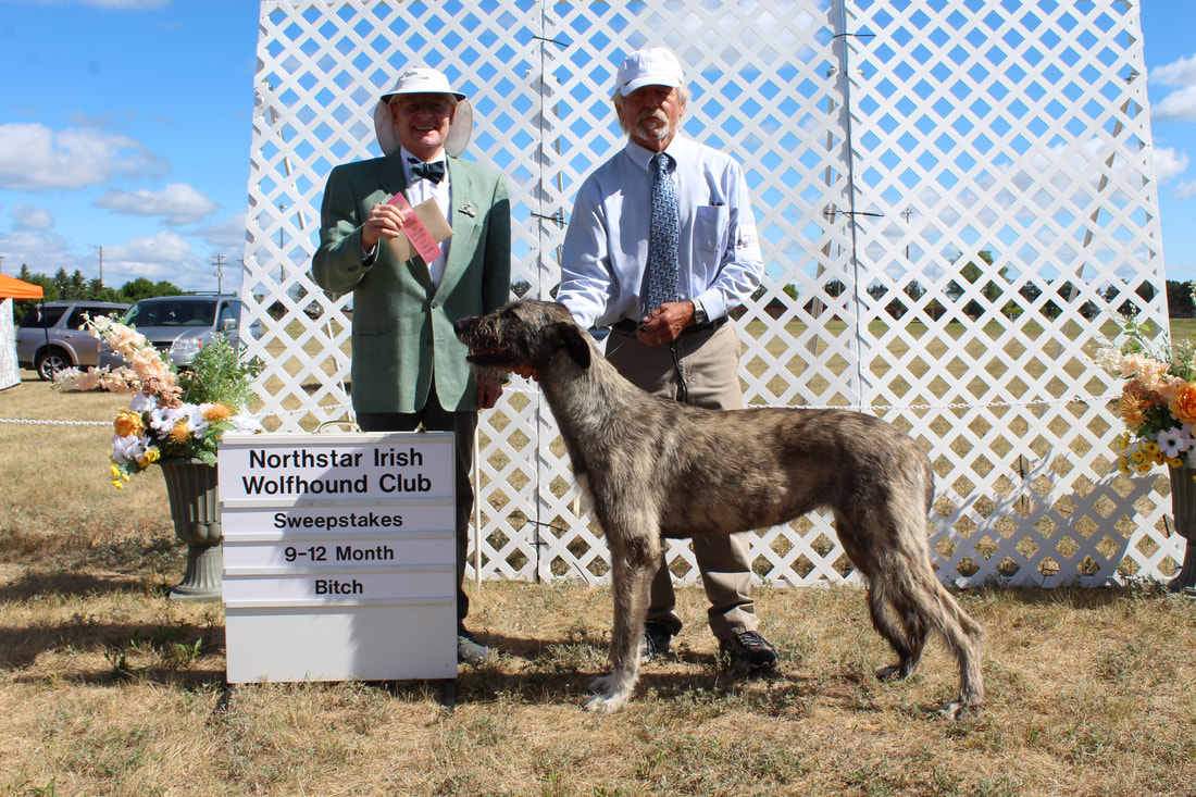 People showing large wolfhound dogs at a dog show