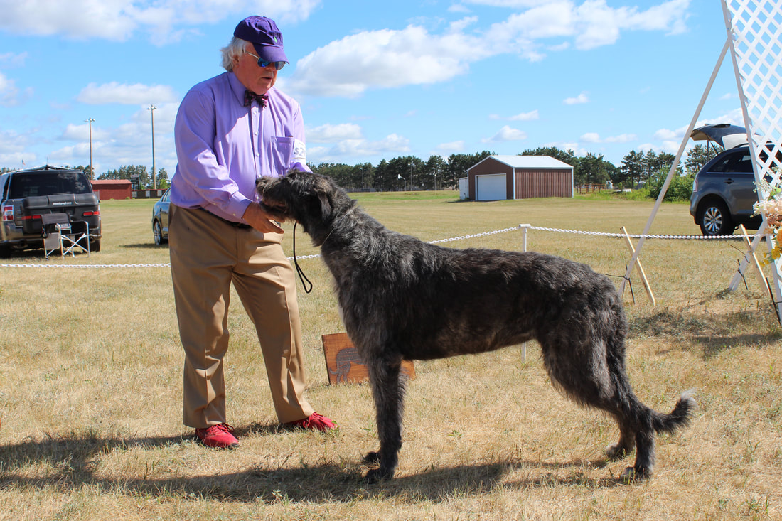 People showing large wolfhound dogs at a dog show