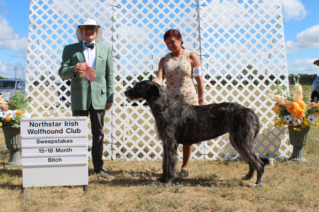 People showing large wolfhound dogs at a dog show