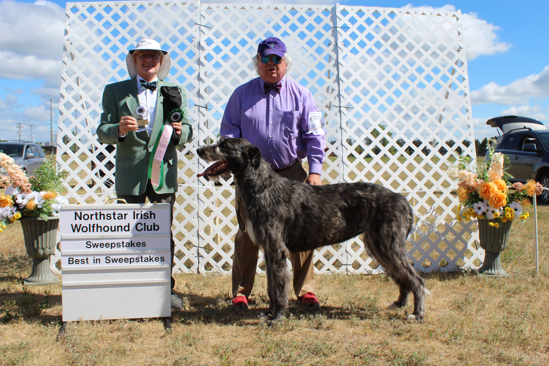People showing large wolfhound dogs at a dog show