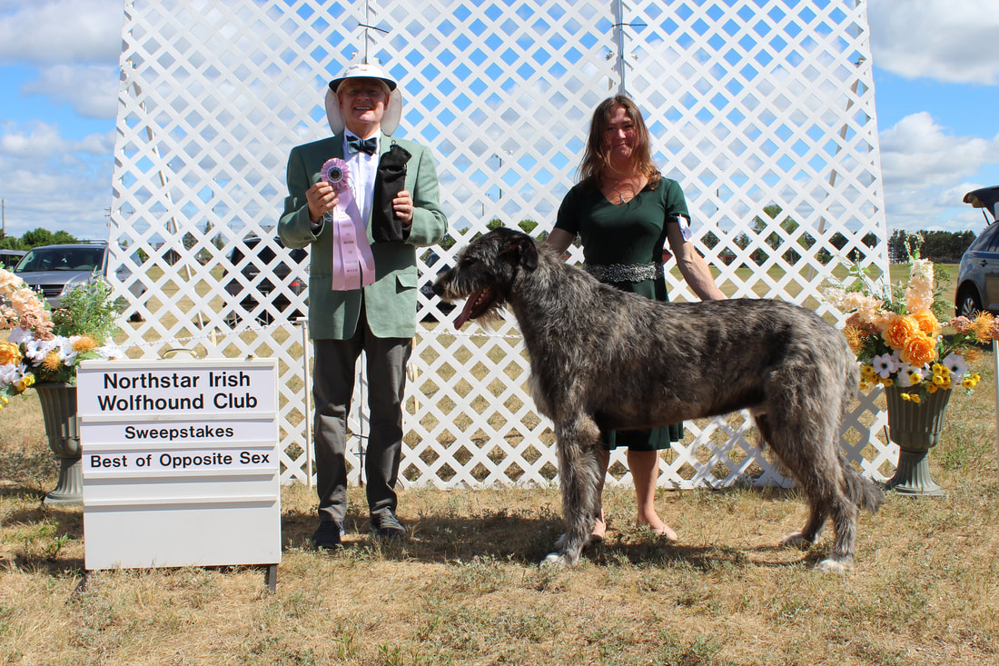People showing large wolfhound dogs at a dog show