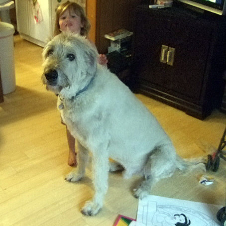 A light colored Irish Wolfhound and smiling child looking at the camera