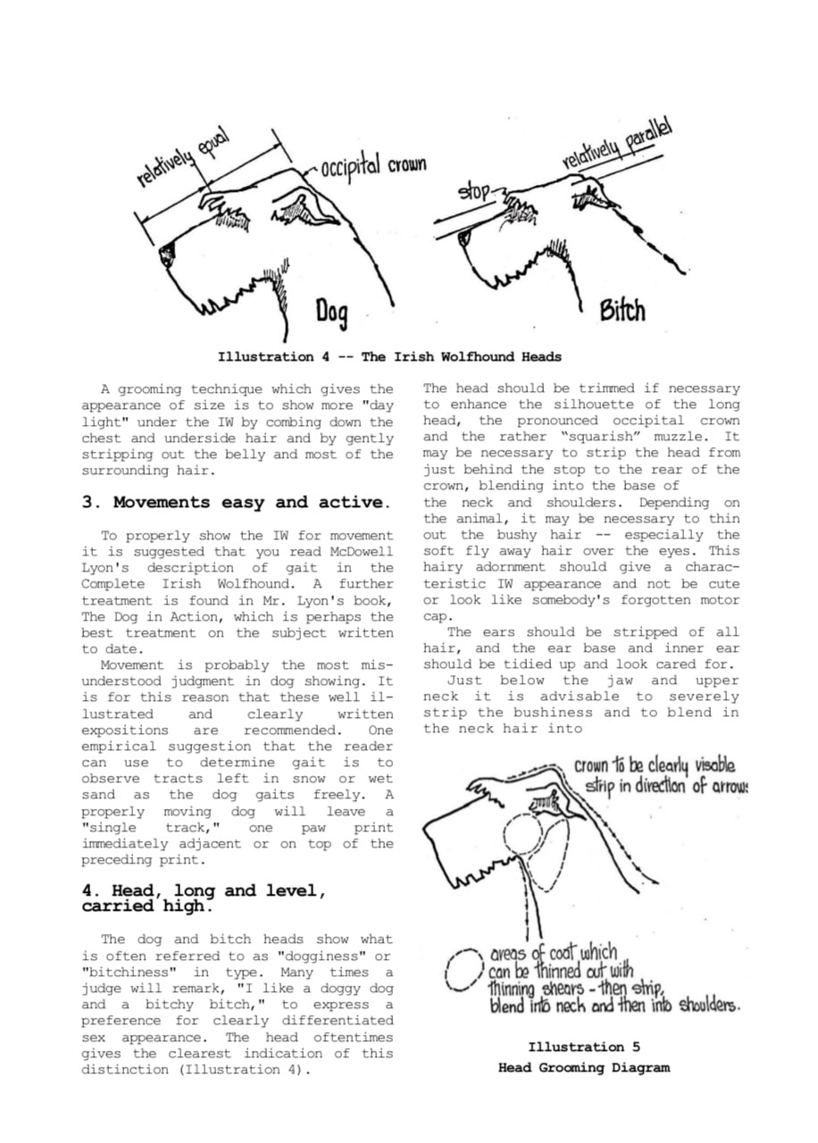 Photo of old text about grooming of Irish Wolfhounds interspersed with line art illustrations
