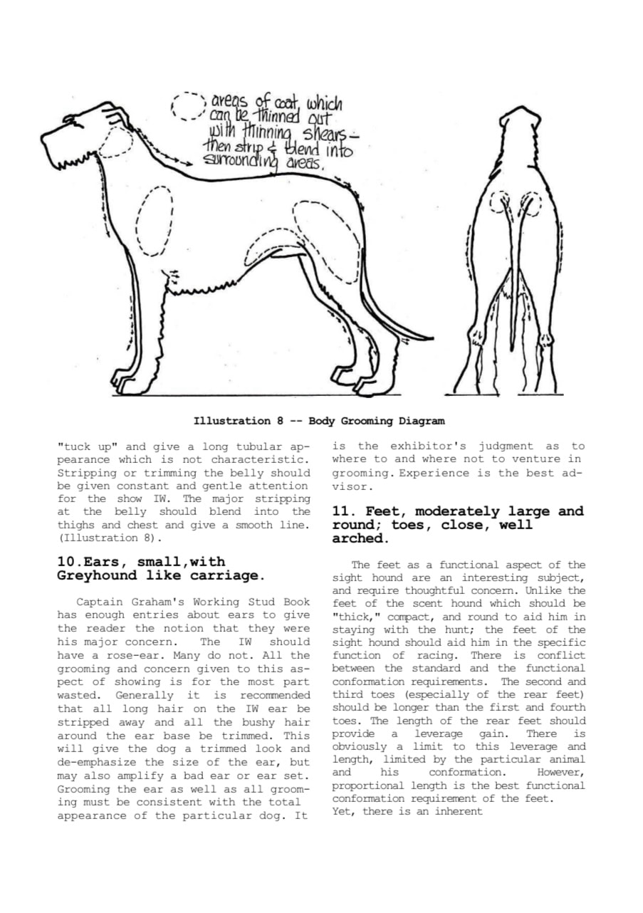 Photo of old text about grooming of Irish Wolfhounds interspersed with line art illustrations
