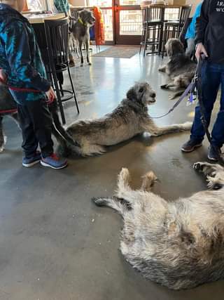 Irish Wolfhound