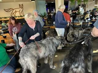 Irish Wolfhound